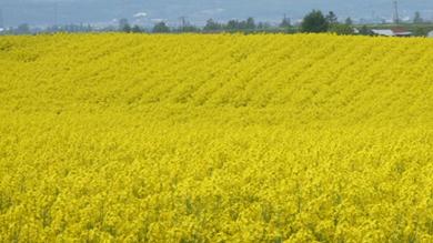 滝川　菜の花