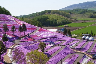 東藻琴　芝桜公園　