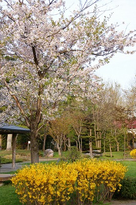 玉泉館　岩見沢　桜