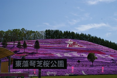 東藻琴　芝桜公園　