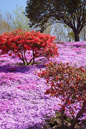 東藻琴　芝桜公園　