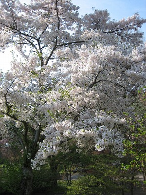 森町　オニウシ公園　桜