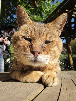 二見公園　定山渓　猫