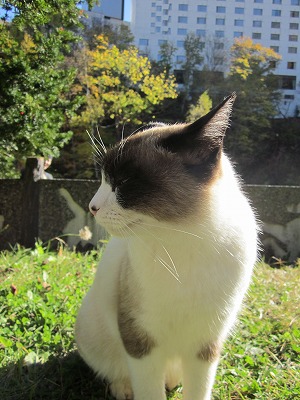 二見公園　定山渓　ネコ