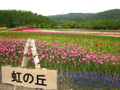 滝野すずらん丘陵公園　チューリップ