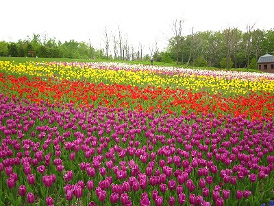 滝野すずらん丘陵公園　チューリップ