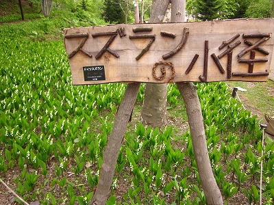 滝野すずらん丘陵公園　スズラン