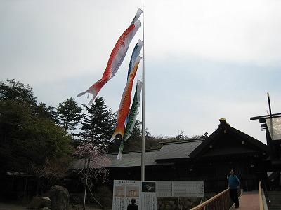 北海道神宮　桜