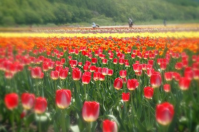 かみゆうべつチューリップフェア　上湧別町