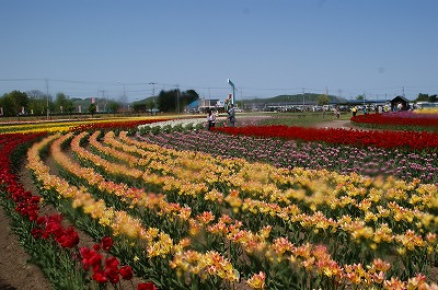 かみゆうべつチューリップフェア　上湧別町