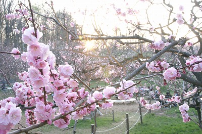 平岡梅園