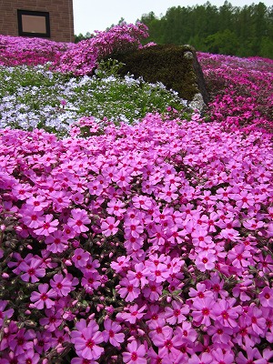 ニセコ　三島さんの芝桜