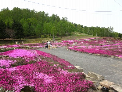 ニセコ　三島さんの芝桜