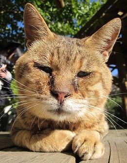 定山渓　猫　二見公園