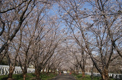 戸田墓苑の桜並木：石狩厚田