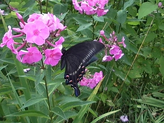 ミヤマカラスアゲハ