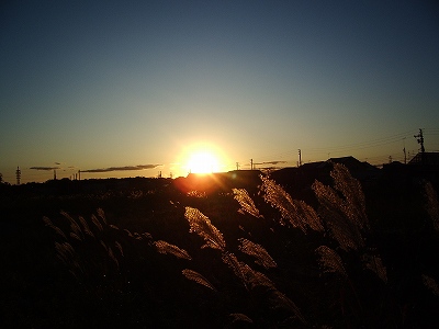 ススキと夕焼け