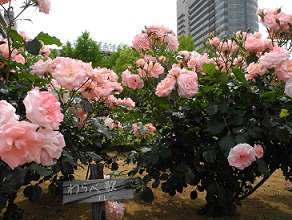 山下公園４