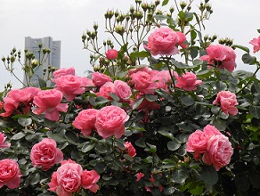 山下公園５