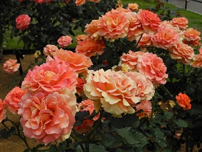 山下公園７