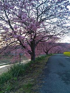 ２／１８の桜