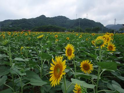 ひまわり畑１