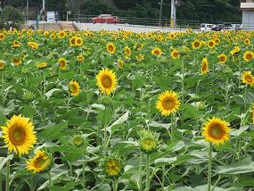 ひまわり畑２