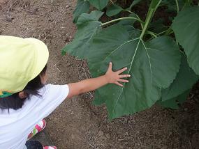 葉っぱ、でか！