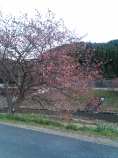 だいぶ咲きました
