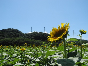 青空とひまわり