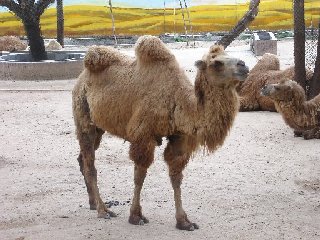 深セン野生動物園