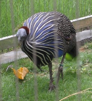 深セン野生動物園