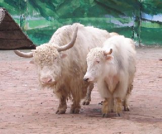 深セン野生動物園