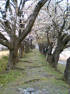 桜