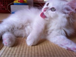 のん