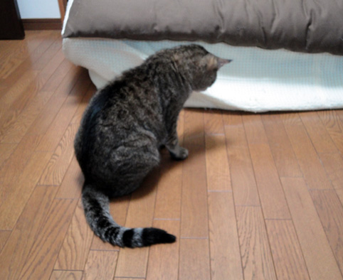 おり.jpg