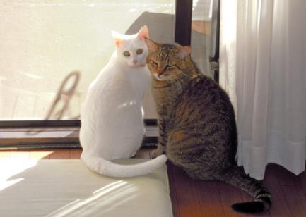 cats2.jpg
