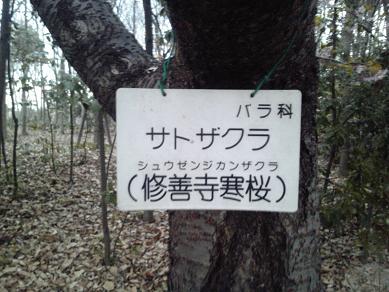桜.JPG