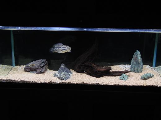 雷魚水槽