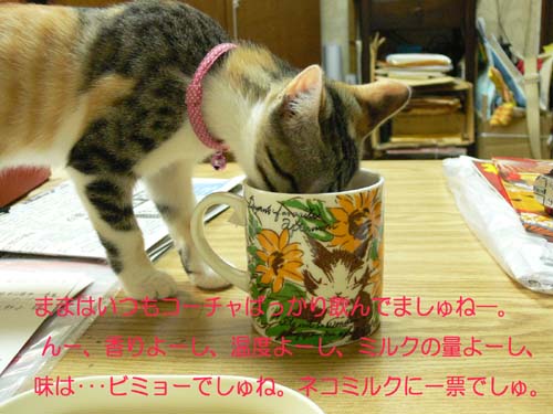 20110113こらこらこら…なネコ.jpg
