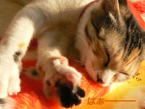 20110113ぐーちょき･･･なネコ.jpg