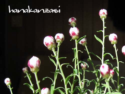 花かんざし蕾