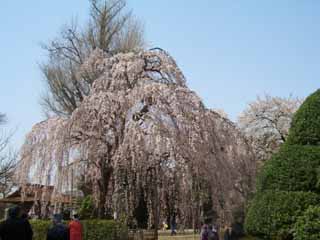 しだれ桜１