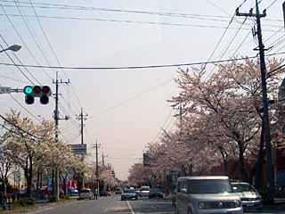 町の桜