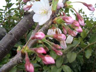 川のそばの桜