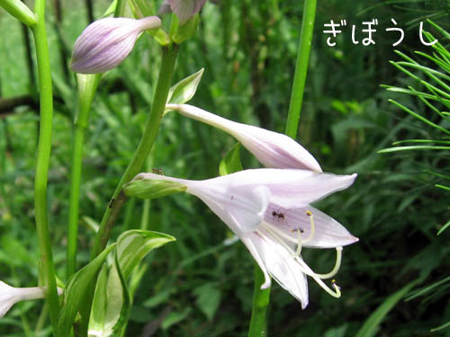 ギボウシ