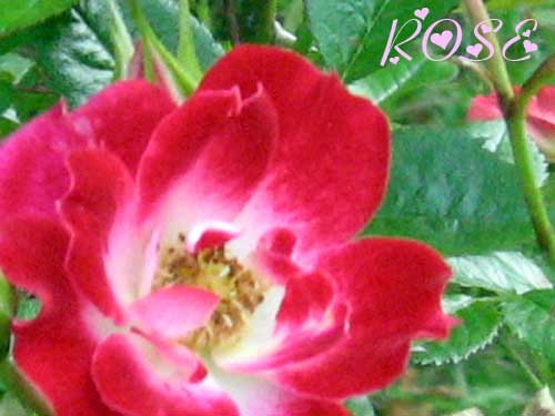一重の薔薇