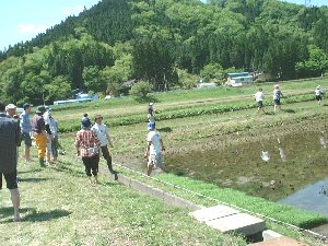 田植え４