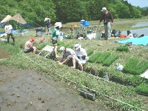 田植え５