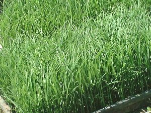 田植え